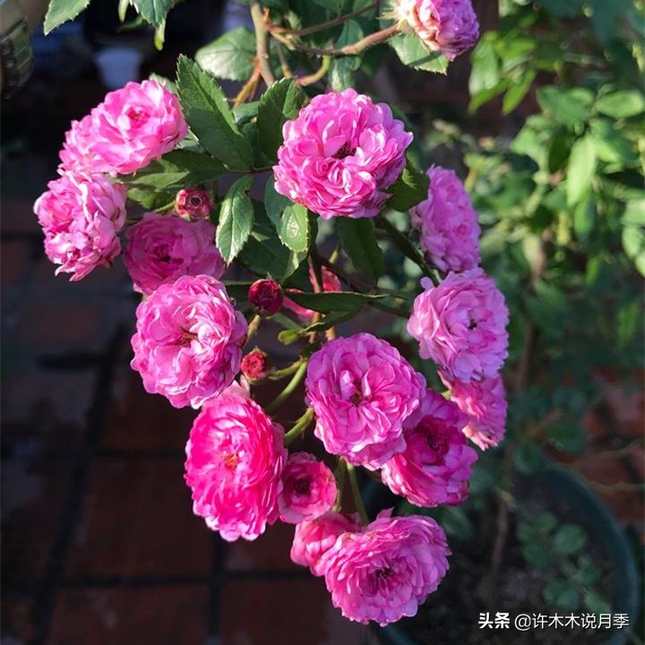 月季红蜘蛛紧急处理,月季红蜘蛛怎么预防