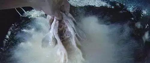 特色菜金毛狮子鱼,石家庄特色金毛狮子鱼