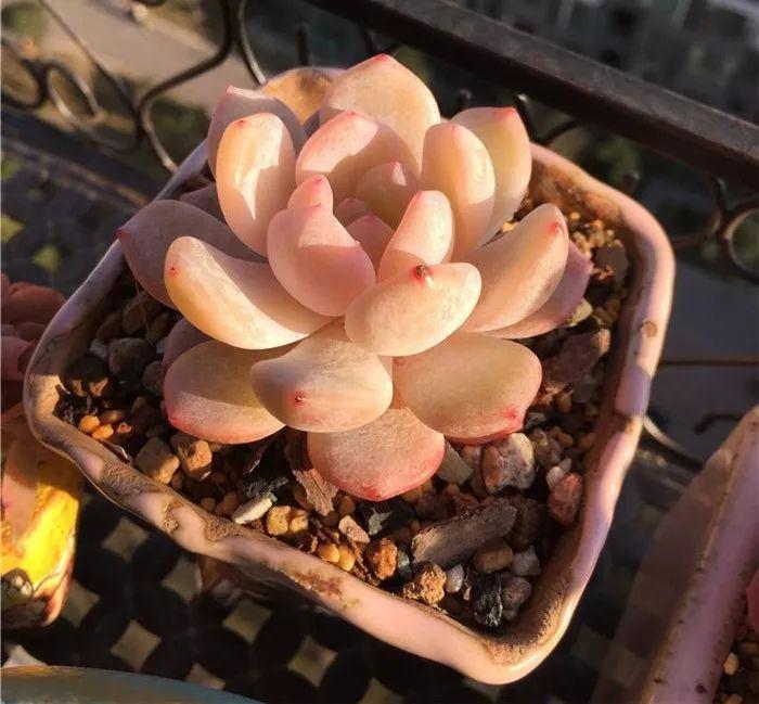 几款好看又好养的多肉,好养且易爆盆的多肉