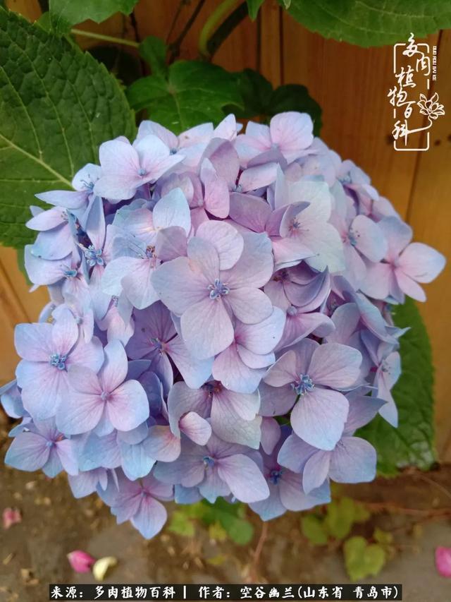 多肉最美的时光,多肉惊艳我的时光