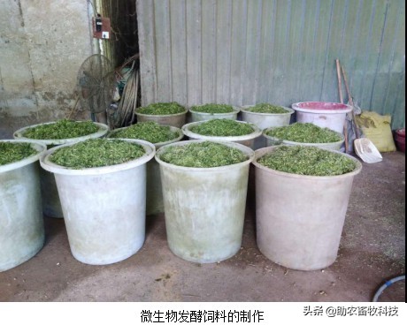 大棚桑蚕养殖新技术,养蚕提质增效技术