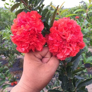 石榴优良品种牡丹石榴,喜欢石榴是因为什么