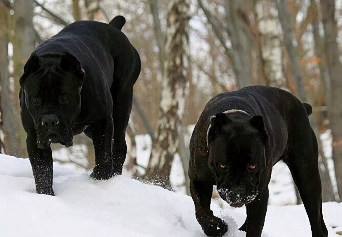 卡斯罗犬可以养吗,卡斯罗犬值得养吗