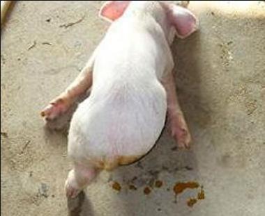 仔猪腹泻的处理方法,仔猪腹泻怎样补救好得快