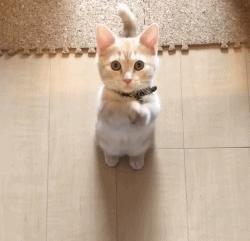 养宠小知识猫感冒怎么治疗,养宠小知识猫驱虫药用哪些