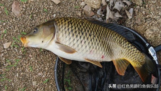 野钓钓大物用什么竿和饵料,手竿钓大鱼饵料怎么做