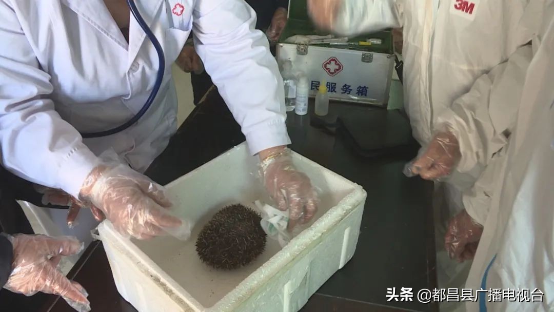 都昌县西源乡村民主动救护一只受惊的刺猬