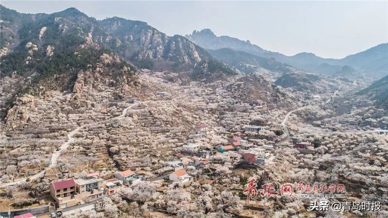 崂山花海,青岛崂山花海