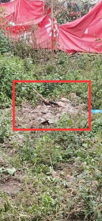 河南4岁男童被骷髅蜂蜇伤,男童被蜂蜇伤50多次