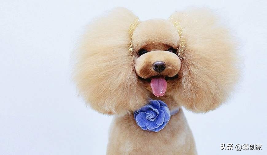 宠物美容行业哪个国家发达,宠物美容行业是怎么回事