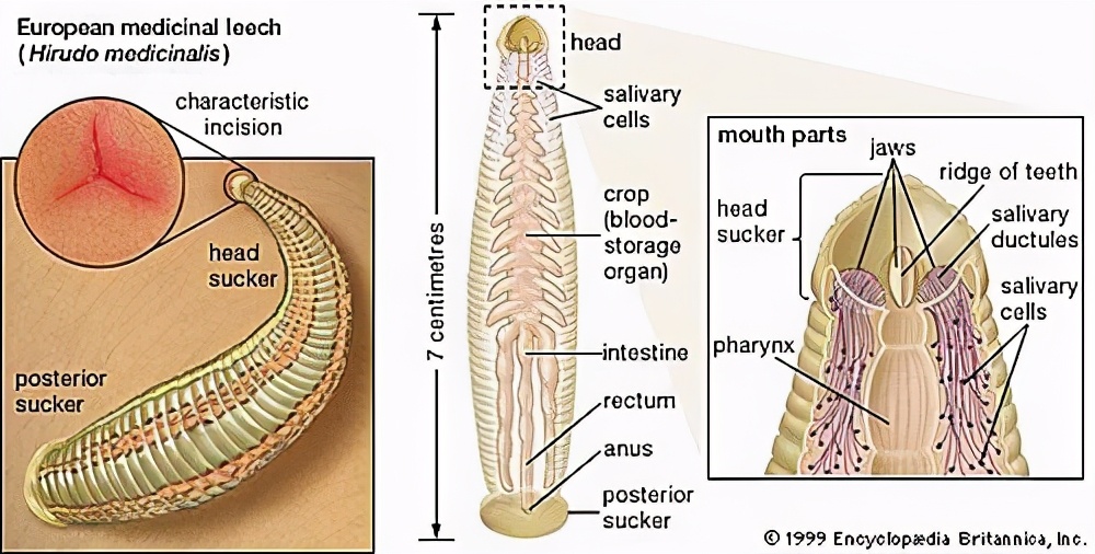 水蛭被吃进肚子里会存活吗,水蛭被人吃进肚子里它能活多久