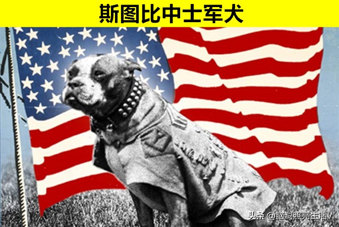 动物界的超级英雄?因为做出杰出贡献,而获得至高荣誉的7个动物