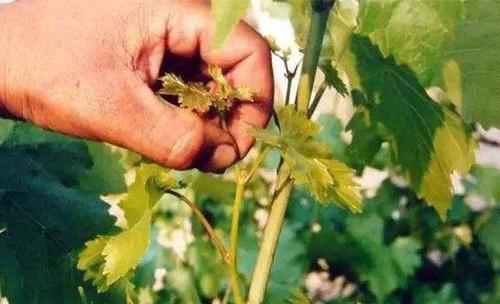 蓝宝石葡萄落花落果严重用什么药,如何防治葡萄落果严重