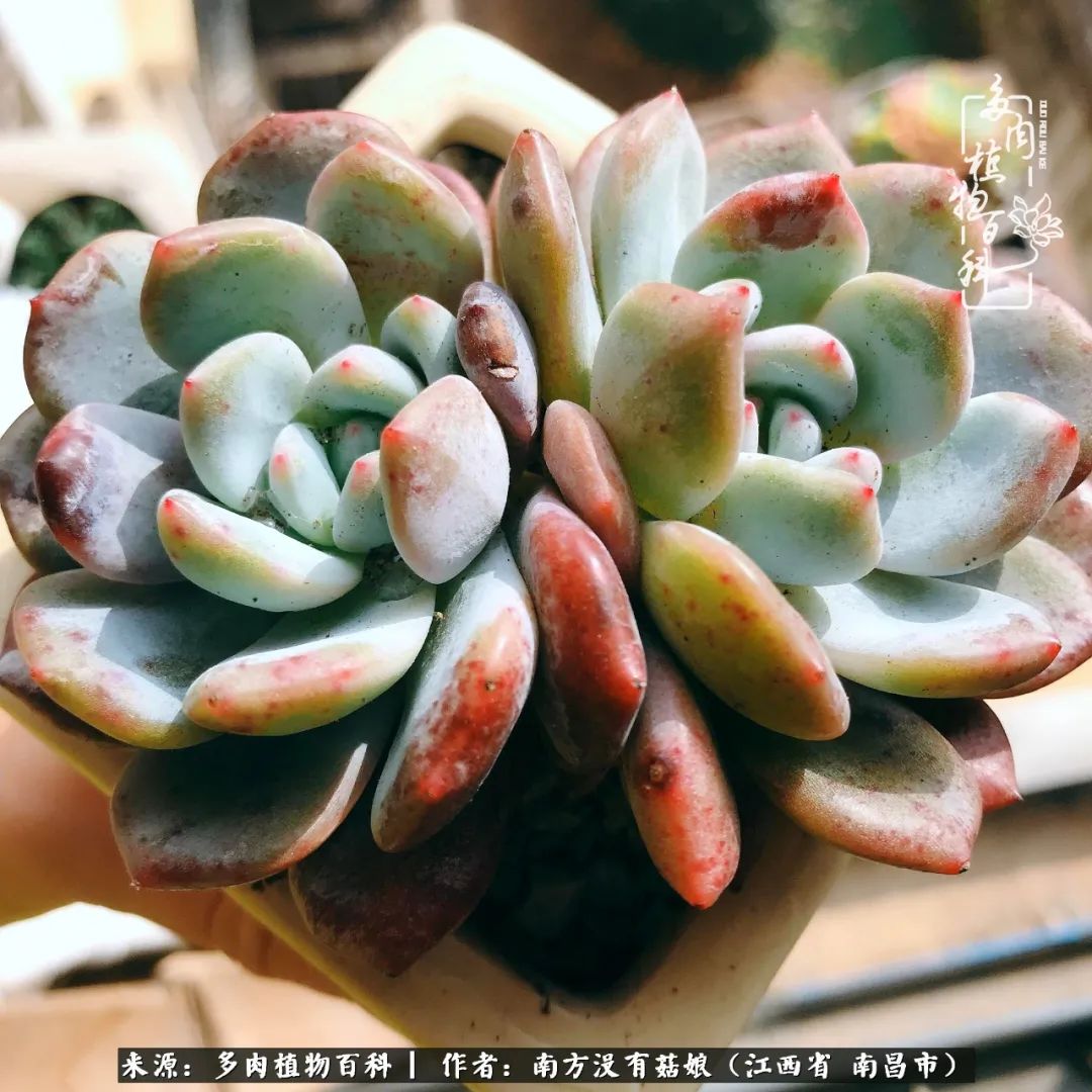 既见云胡不喜,既见君子云胡不喜毛笔楷书