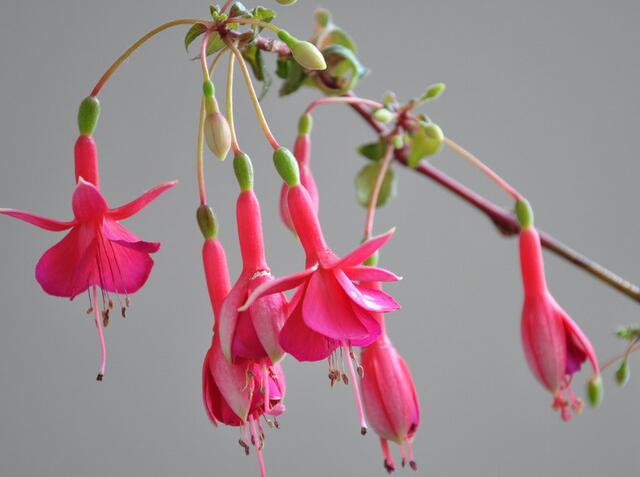 倒挂金钩灯笼花怎么养,倒挂金珠怎么养