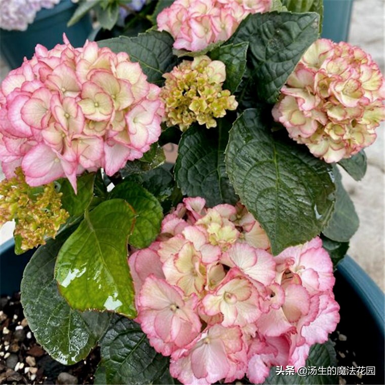 养绣球应该用什么花盆,养绣球花用什么土好