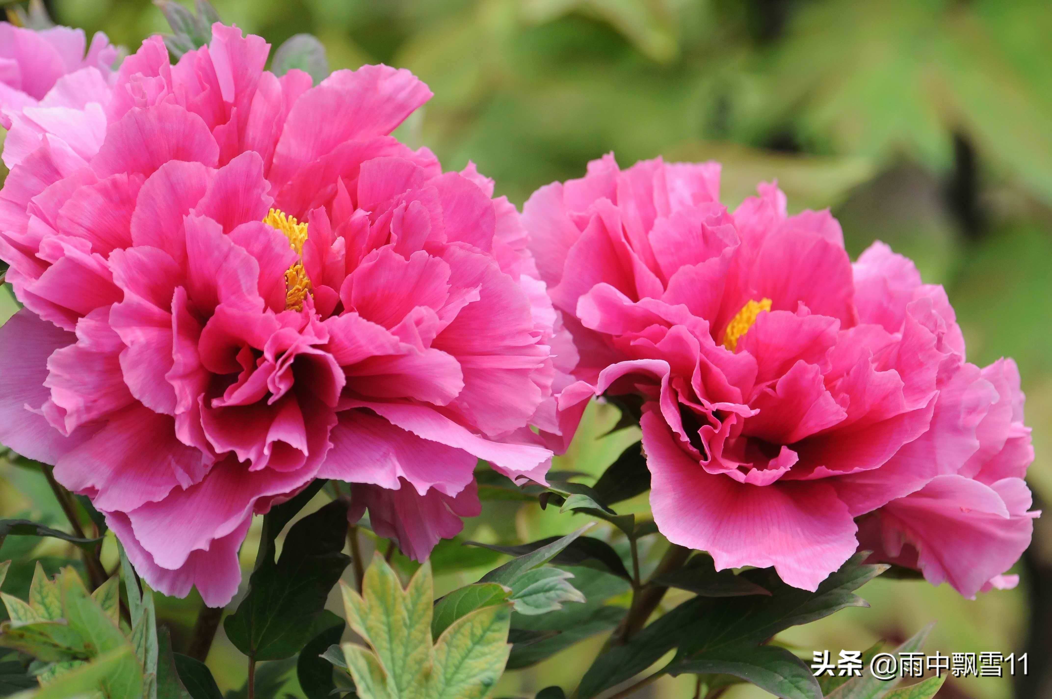 不会开花的牡丹怎么养,不会养花怎么学