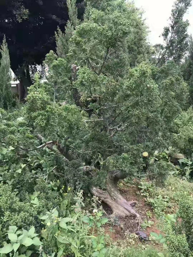 台湾真柏价格表,台湾真柏完整视频