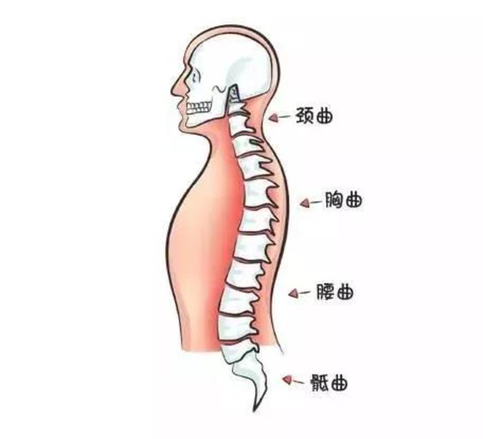 颈椎生理曲度消失后如何恢复,颈椎腰椎生理曲度消失是什么意思