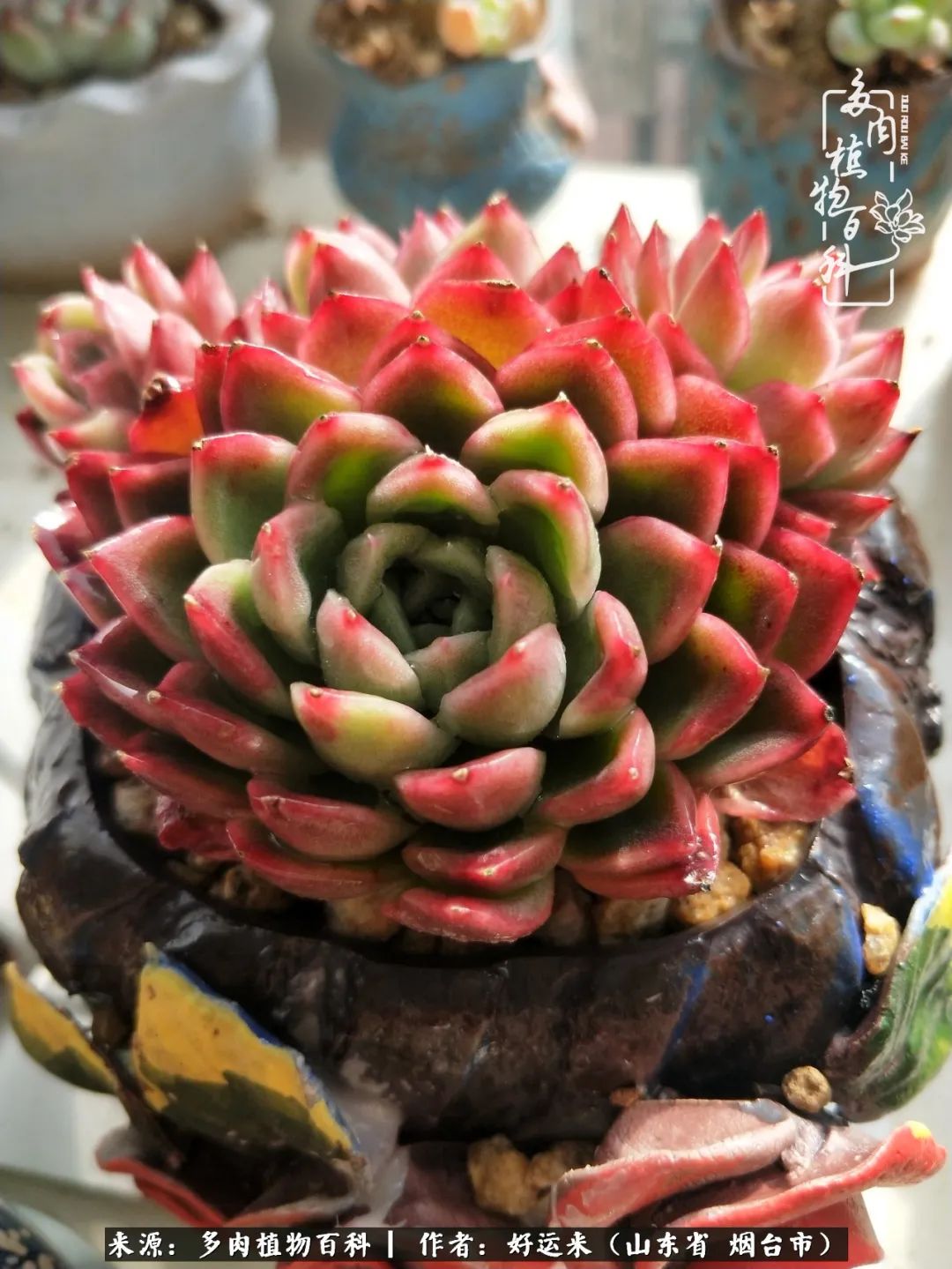 世上怎么会有这么可爱的生物,这世上怎么会有那么可爱的小可爱