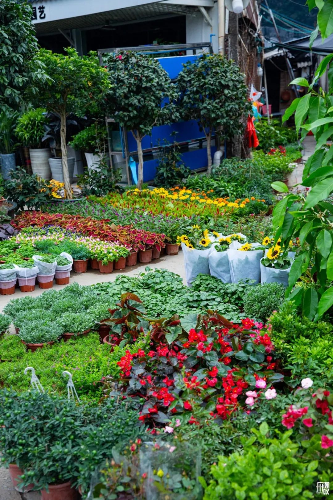 深夜去广州的花卉市场买花,如何逛斗南花卉市场买花便宜