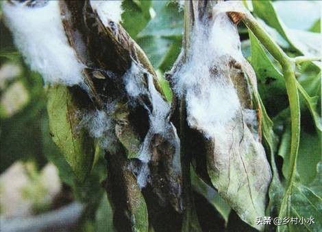 辣椒植株迅速萎蔫,辣椒叶片枯萎是什么原因