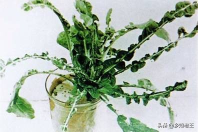 作物缺钼失绿怎么办,瓜类缺钼症的症状