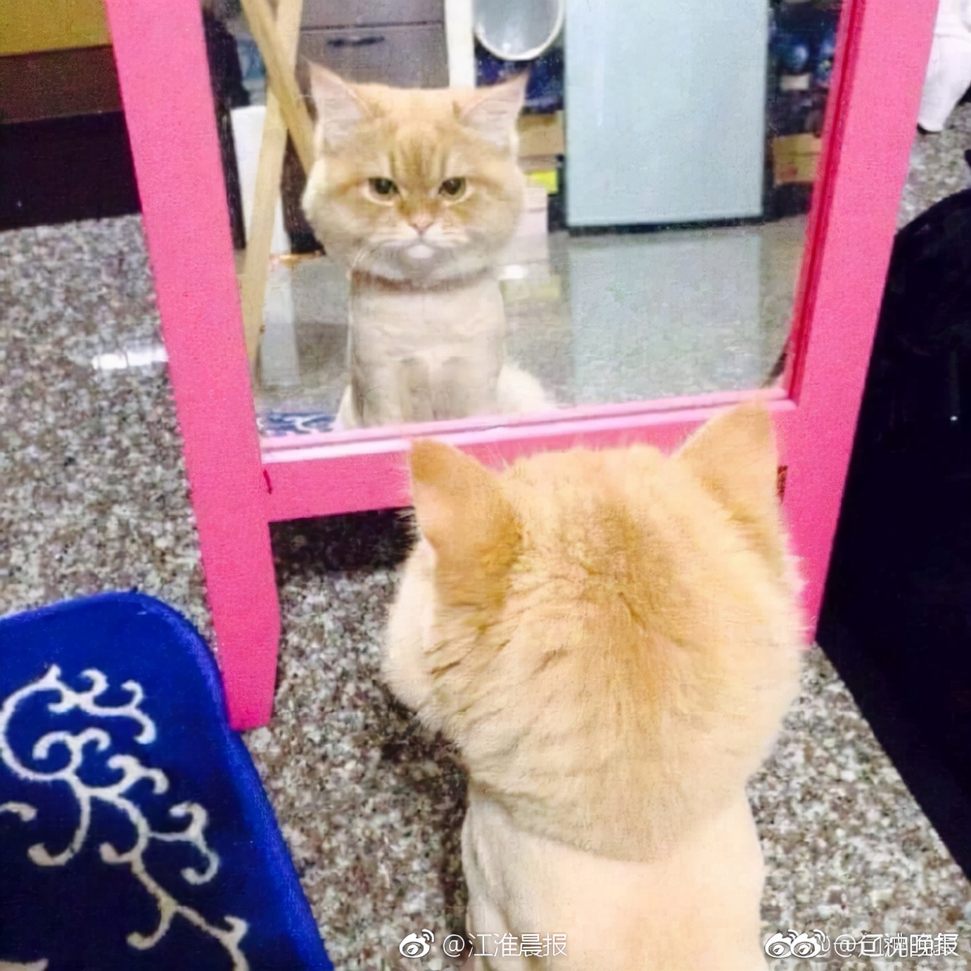 给猫咪剃毛会有哪些危害,一年的猫咪掉毛很严重需要剃毛吗