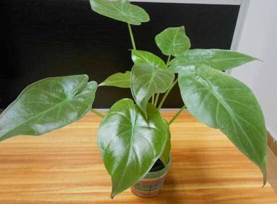 滴水观音烂根怎么办,水培滴水观音不烂根土培就烂根