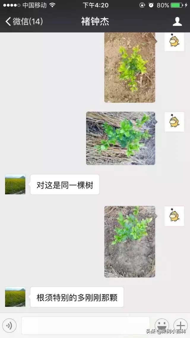 作物的根系好不好，直接决定作物的产量，柑橘尤其如此