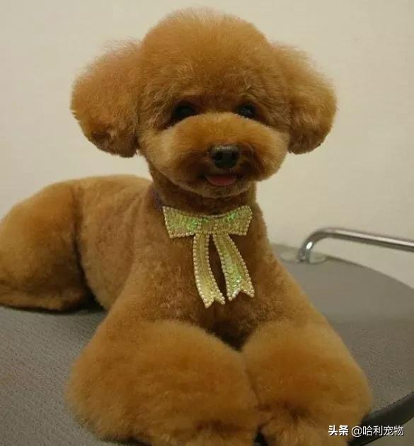 我家小泰迪有点八字腿,我家的小泰迪眼睛黑溜溜