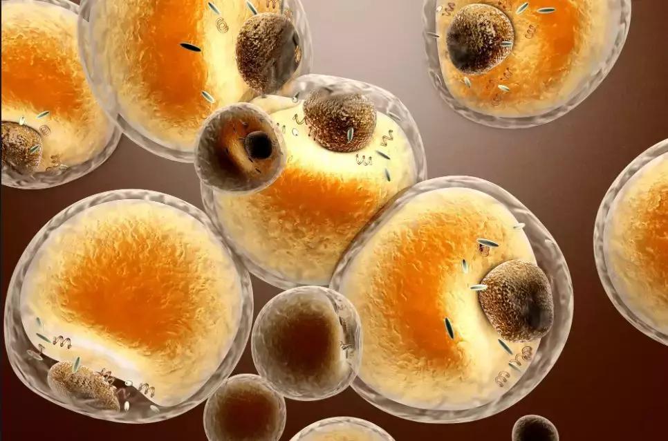 靠饿能减掉顽固脂肪吗,怎么才能减掉顽固脂肪