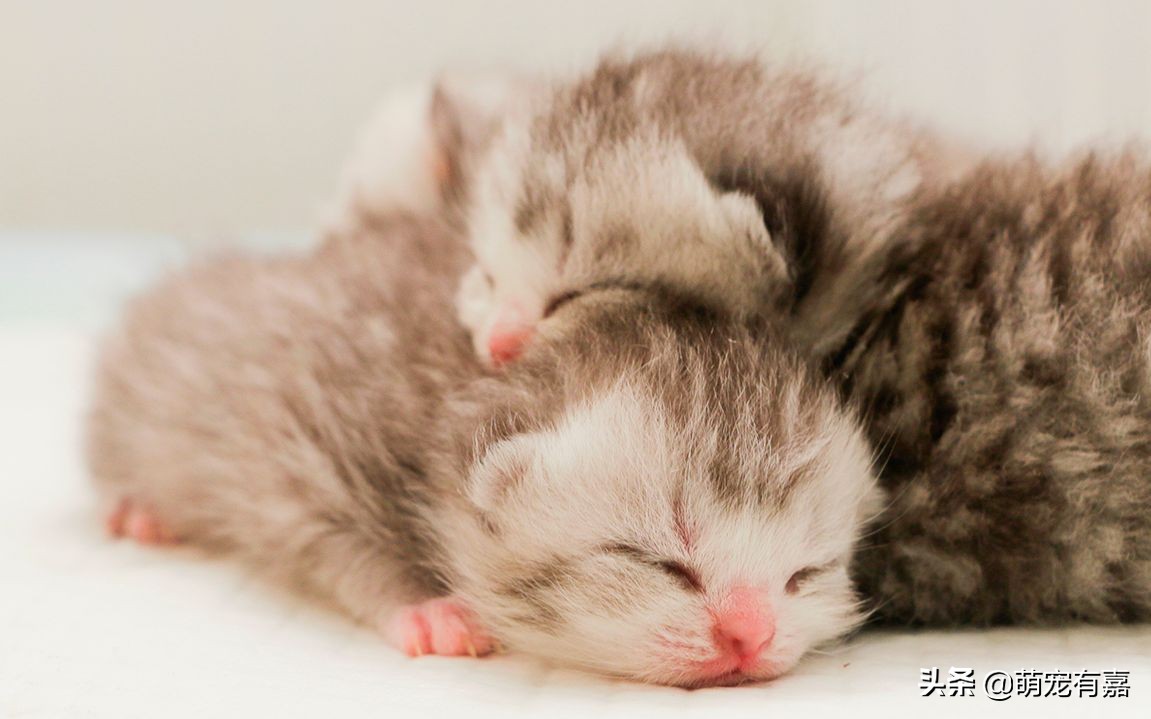 刚出生奶猫怎么救助,流浪猫会怎么对待哺乳期的母猫