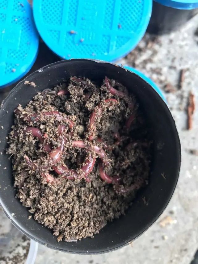 疫情下的农村项目,疫情农村创业