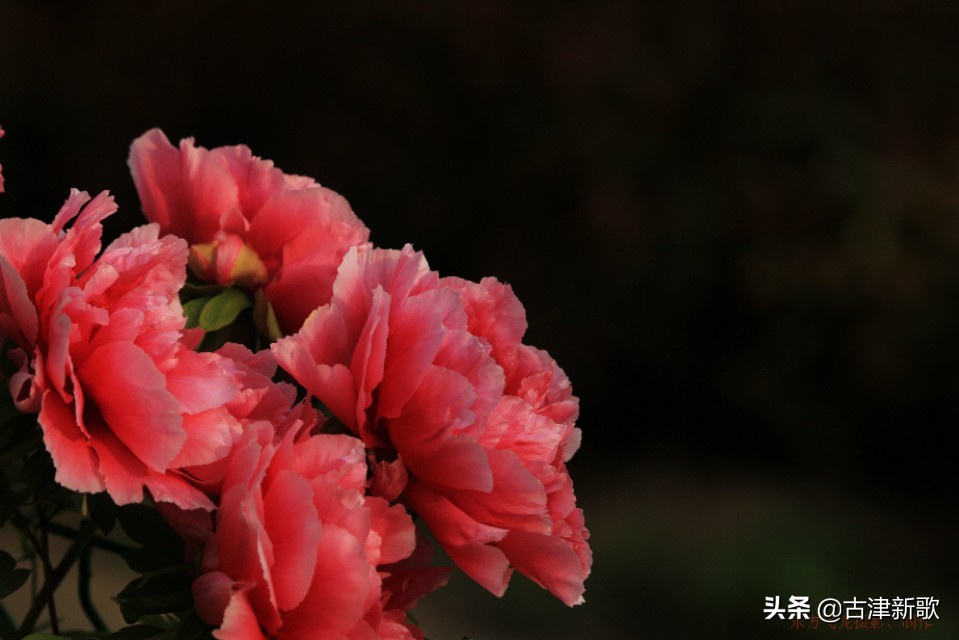 最美牡丹诗词20首,研究牡丹花