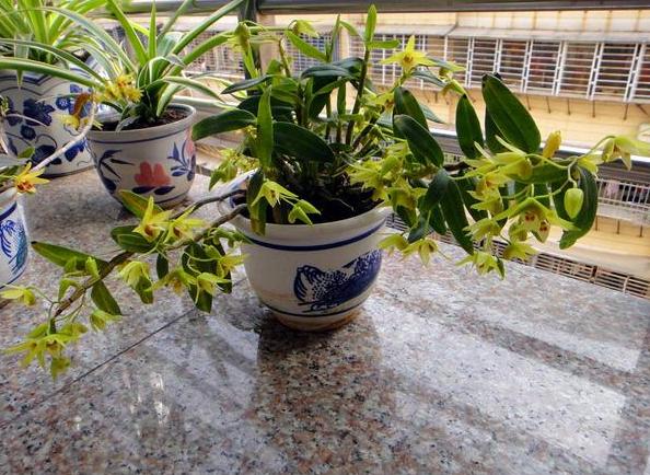 石斛兰叶子发黄怎么养,石斛兰多棵种在一个盆里会黄叶吗