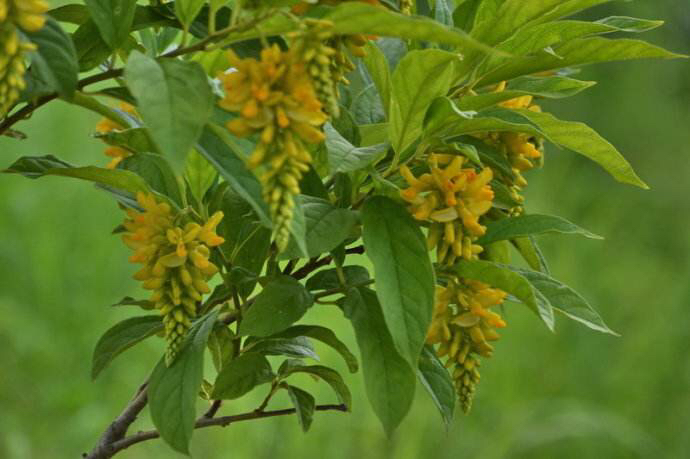 中药材鸡根,中药材鸡根皮怎么处理