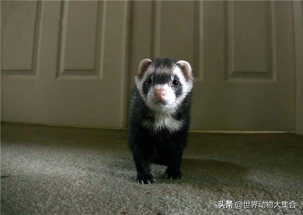 养安格鲁貂攻略,安格鲁貂养公的还是母的