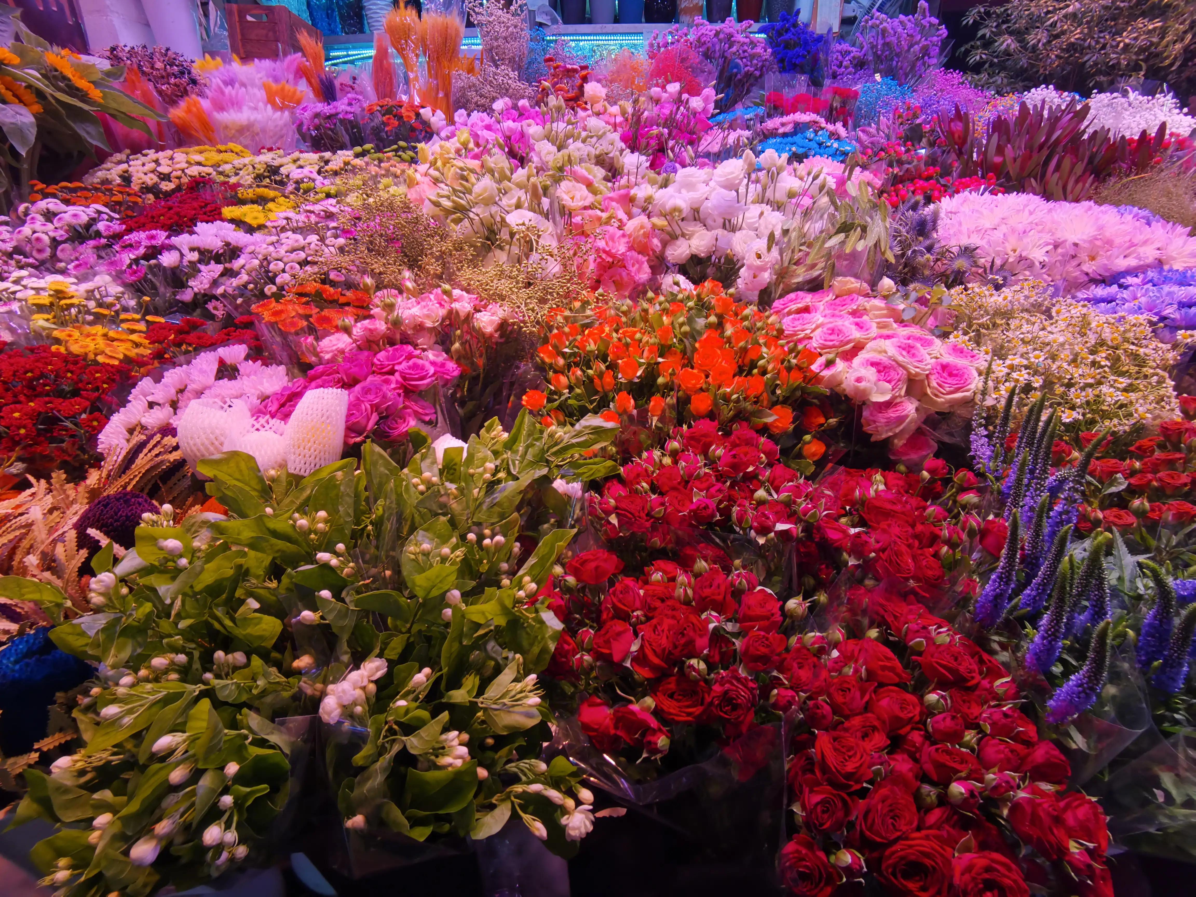 沈阳花卉市场搬哪去了,沈阳花卉市场批发各种绿植