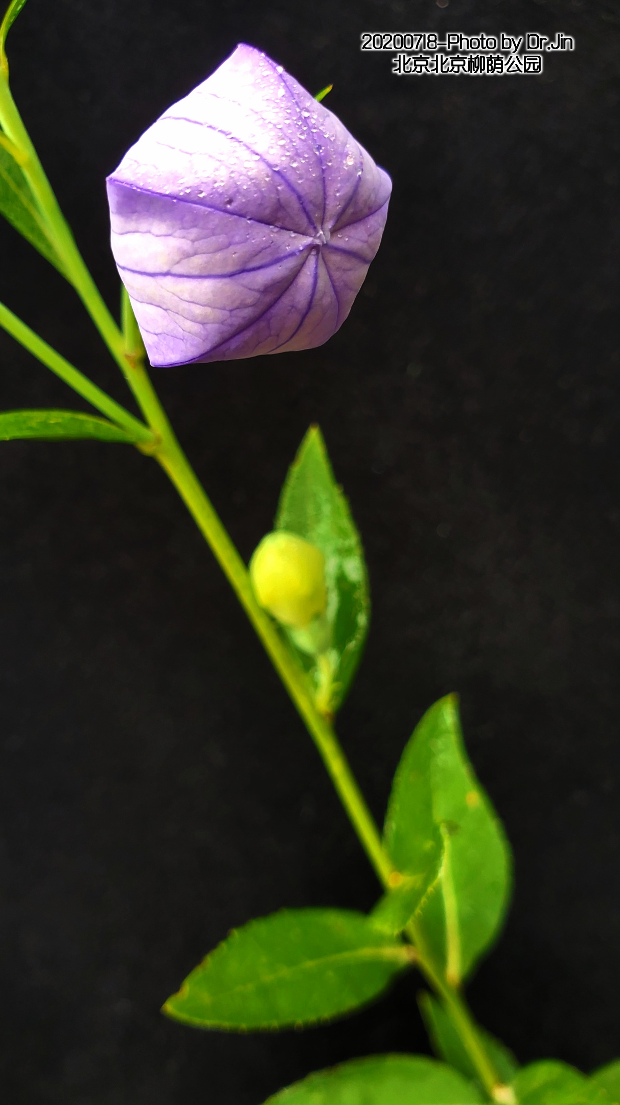 金行博览:宣肺,祛痰,平喘-桔梗