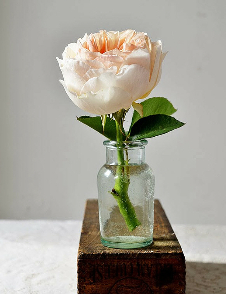 玫瑰花颜色寓意,不同颜色玫瑰花的寓意和象征