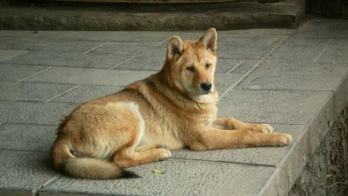 土狗饲料配方的制作方法,土狗养殖喂的是什么药剂