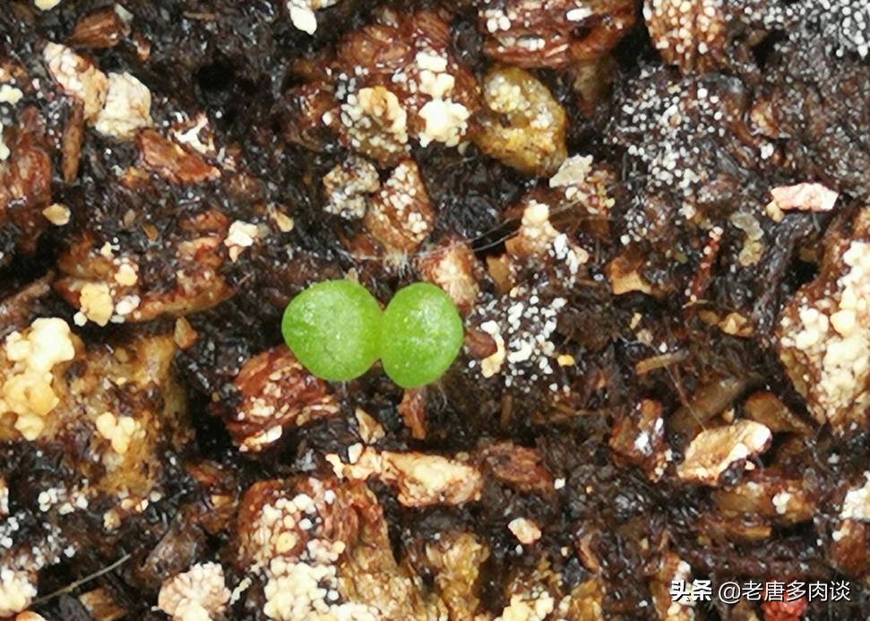 多肉播种苗后期怎么养护,景天多肉播种多久出苗