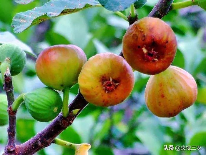 中医药专家讲解无花果功效和作用,无花果的秘密