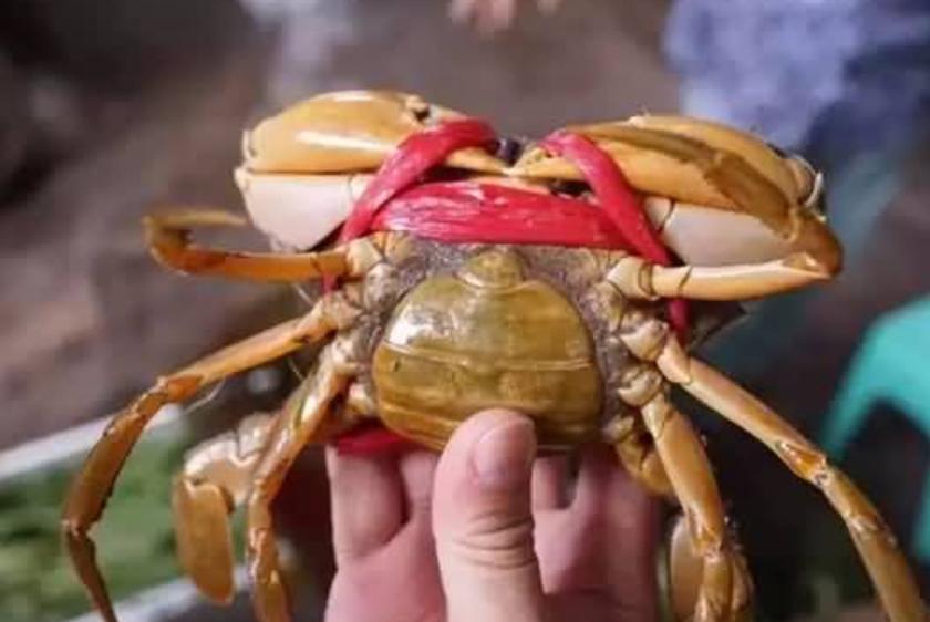 迪拜土豪吃中国蟹 (迪拜蟹中之王视频)