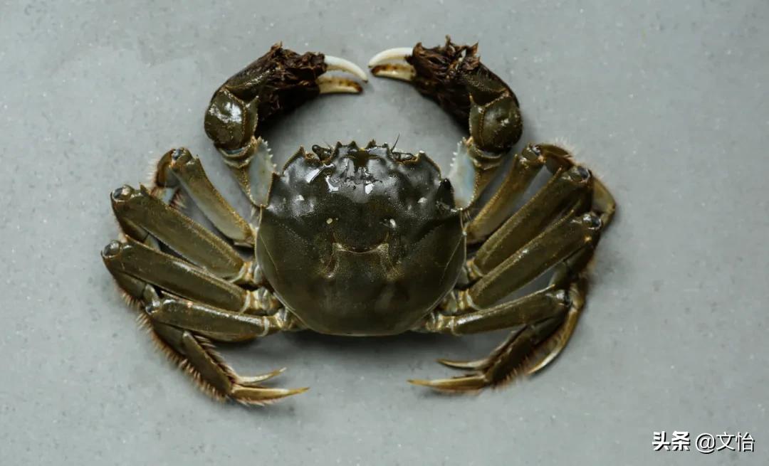 海蟹和河蟹有什么区别哪个鲜,科普河蟹和海蟹的区别