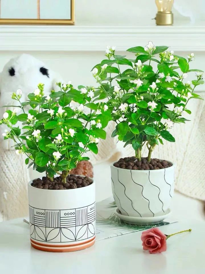 养花人最值得养的十二种花，一种花一种风华，你家养了几种？