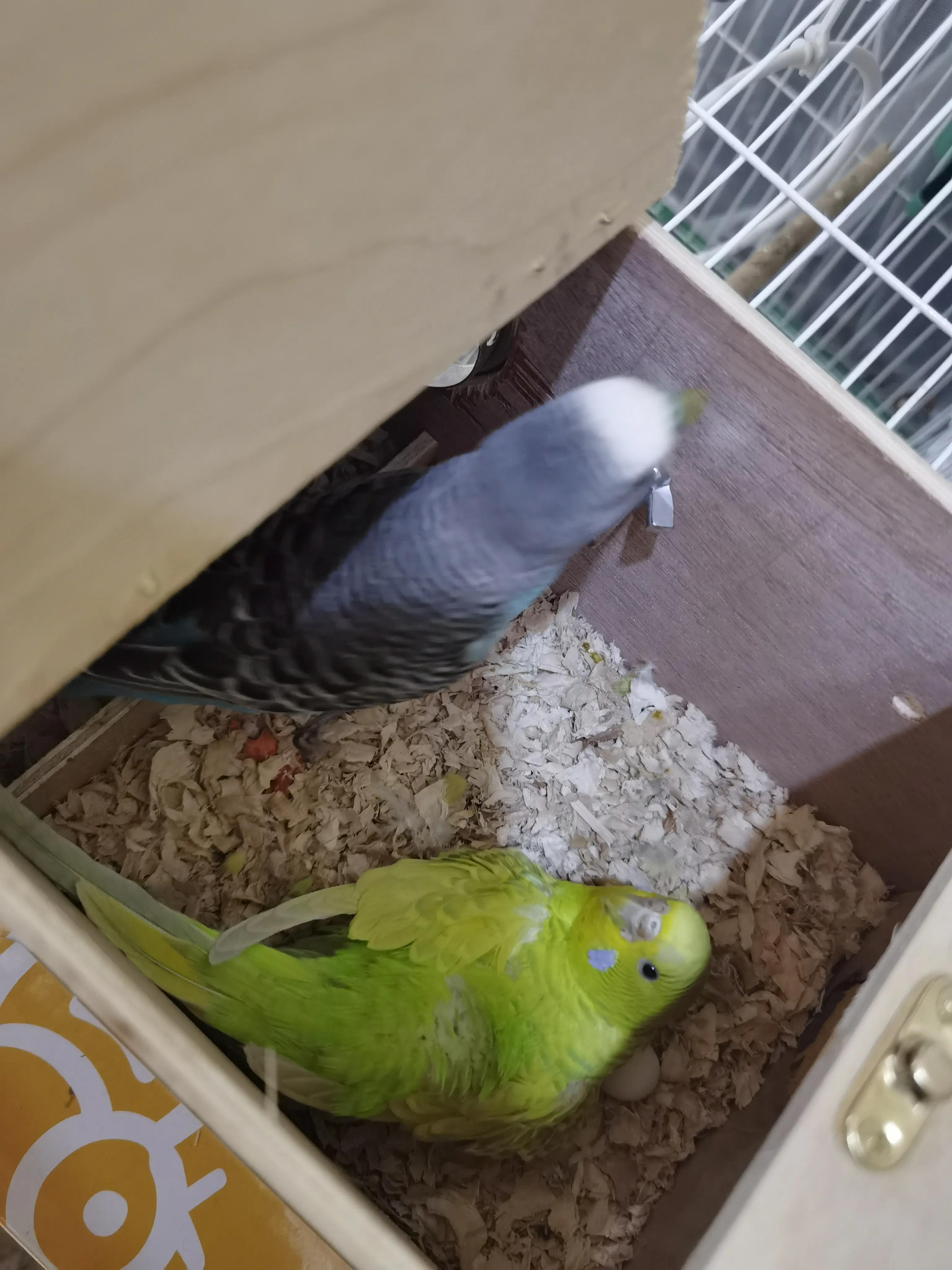 虎皮鹦鹉繁殖,育雏期虎皮鹦鹉喂养