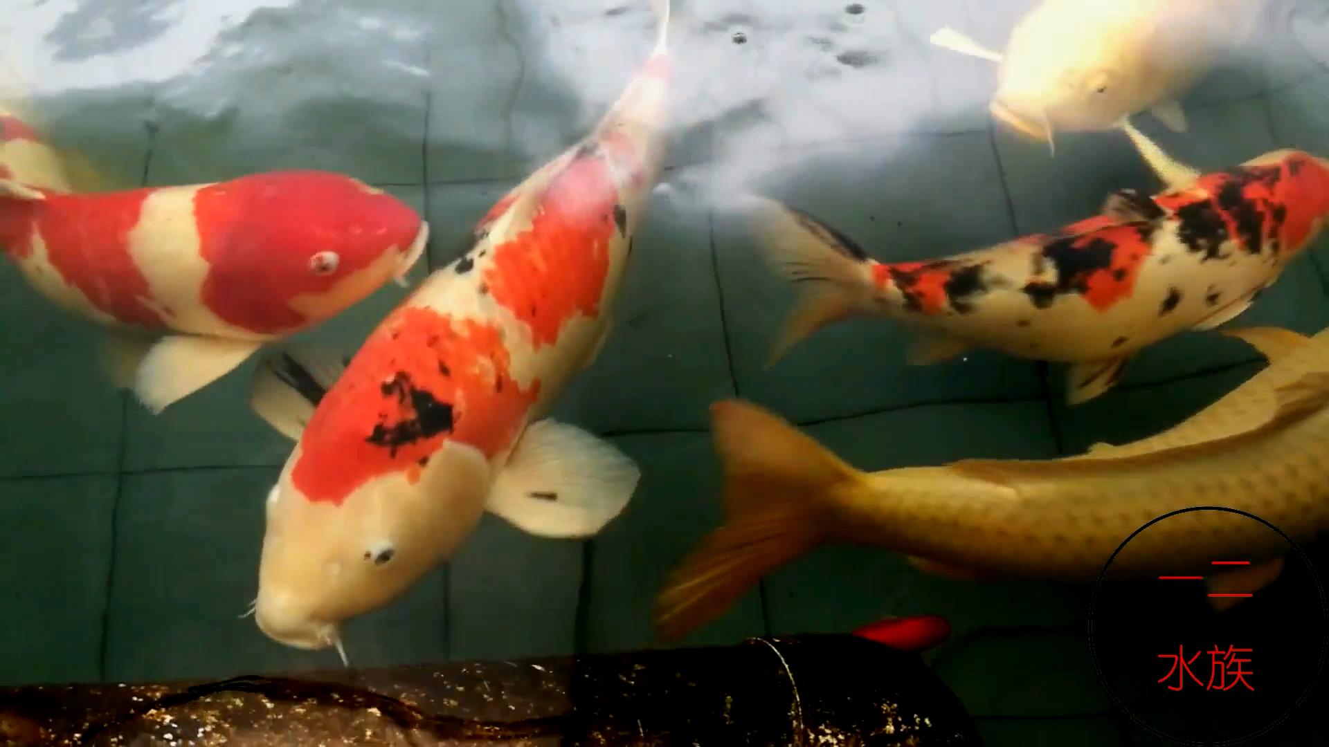 邯郸观赏锦鲤鱼渔场,邯郸丛台池塘锦鲤