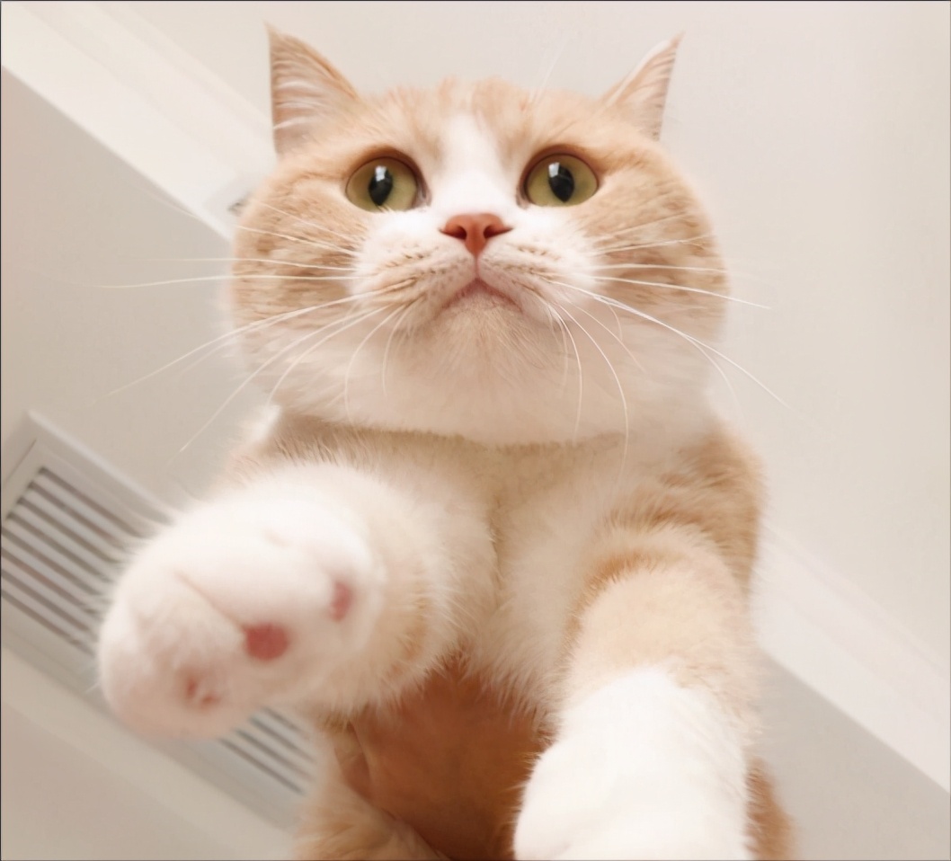 上班族适合养的猫咪,适合上班族养的猫咪